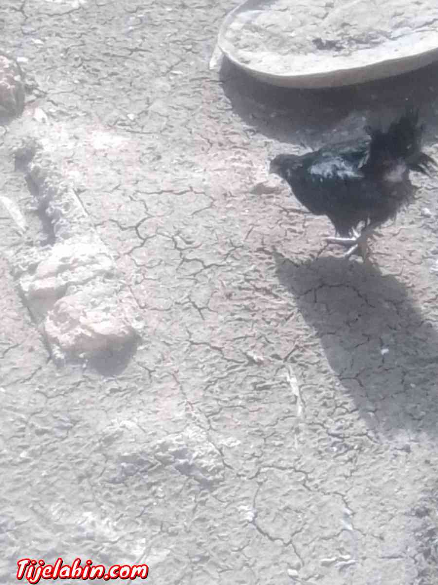 دجاج بعدة انواع