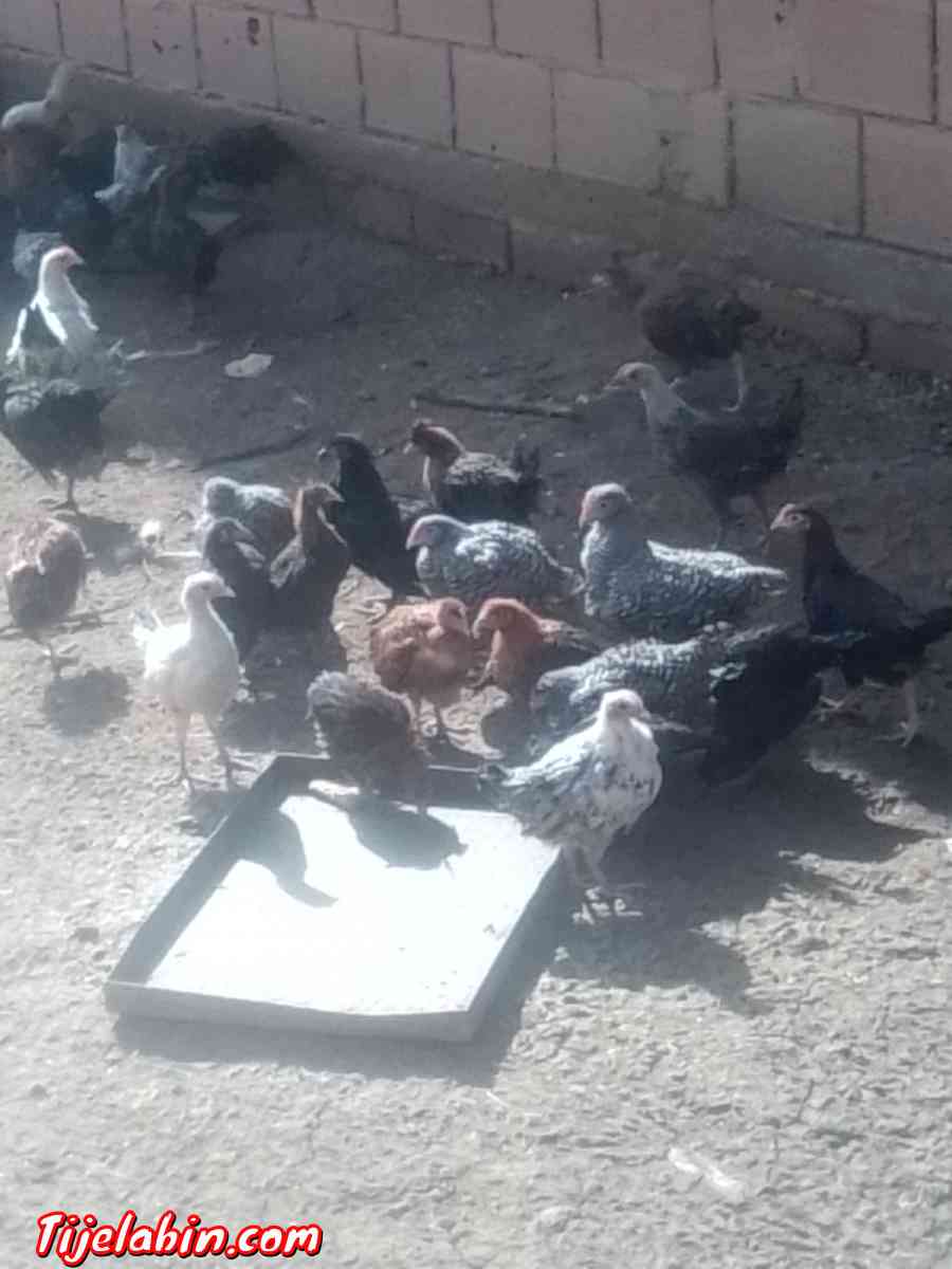 دجاج بعدة انواع