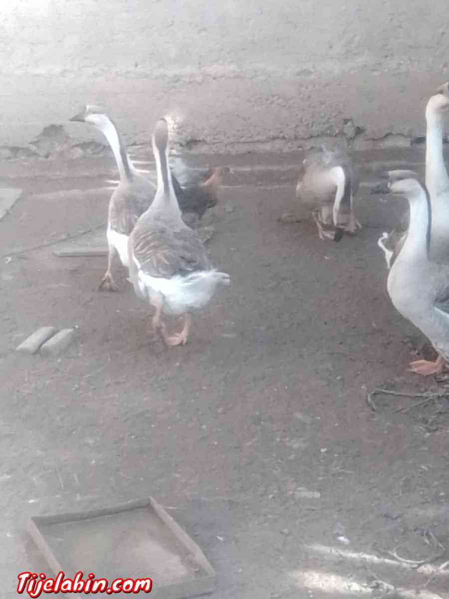 دجاج بعدة انواع